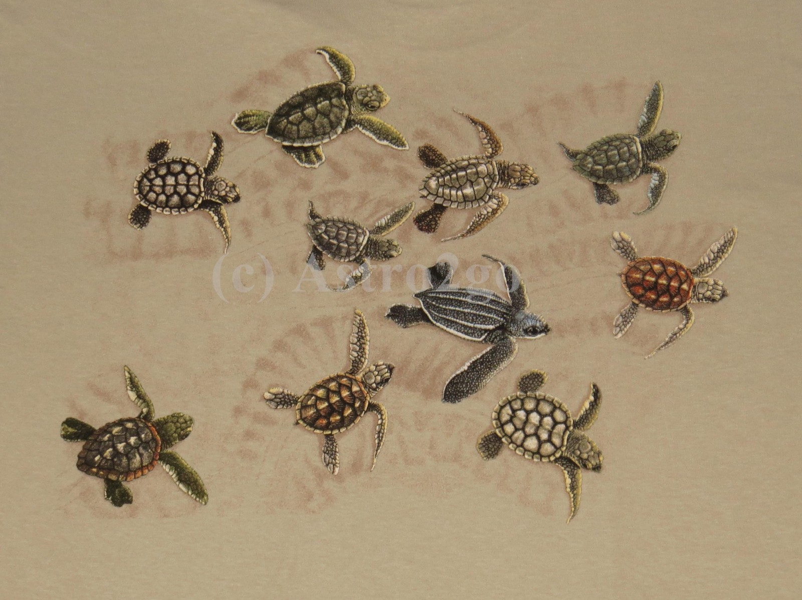 RACE FOR SURVIVAL--Sea Turtles Marine Ocean Aquatic Science Nature T shirt S-2XL gallery