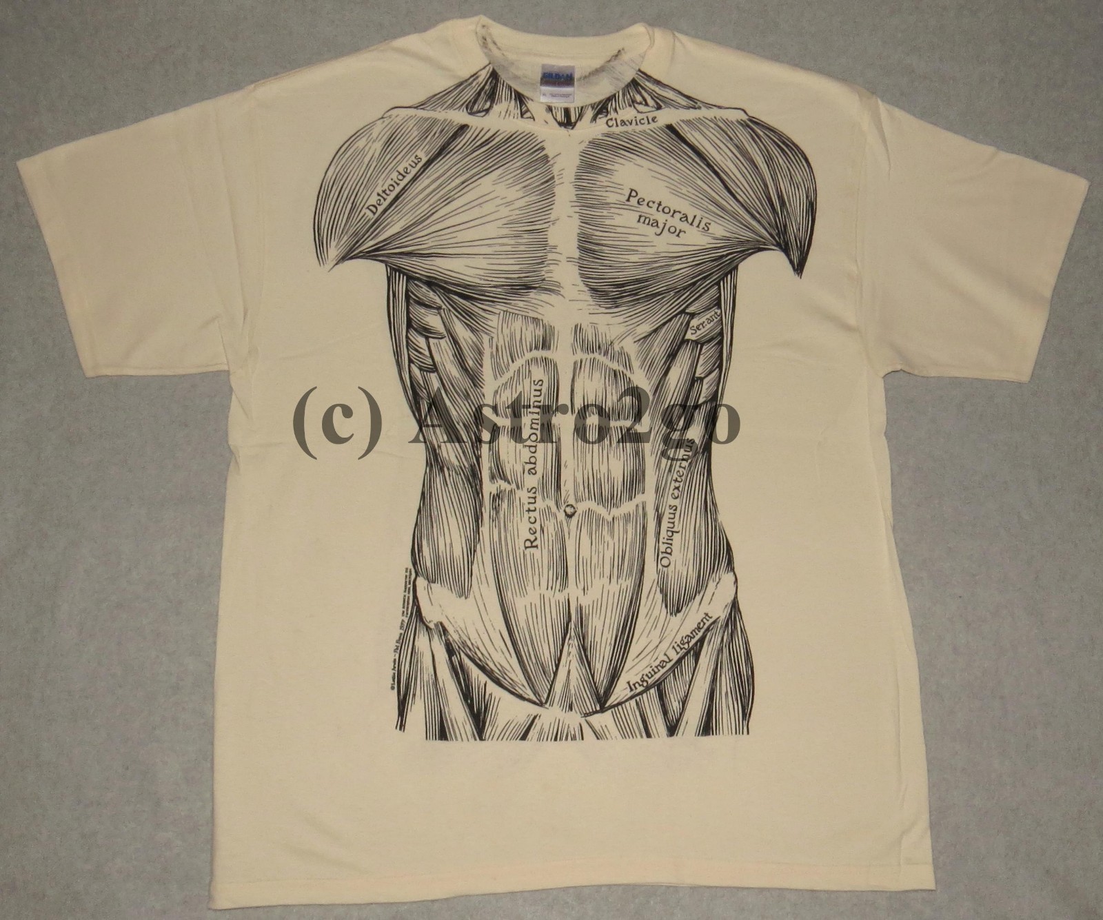 MUSCLES-Leslie Arwin Muscular System Anatomy Science Biology 2-sided T shirt gallery
