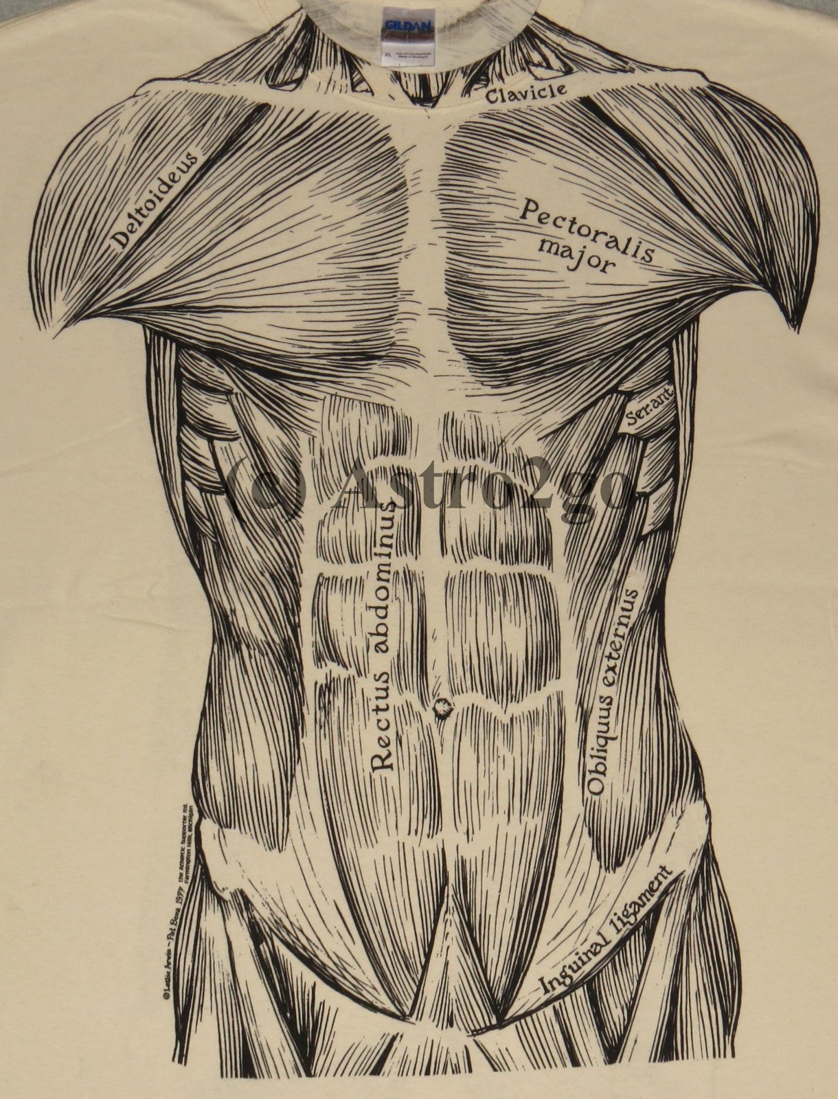 MUSCLES-Leslie Arwin Muscular System Anatomy Science Biology 2-sided T shirt