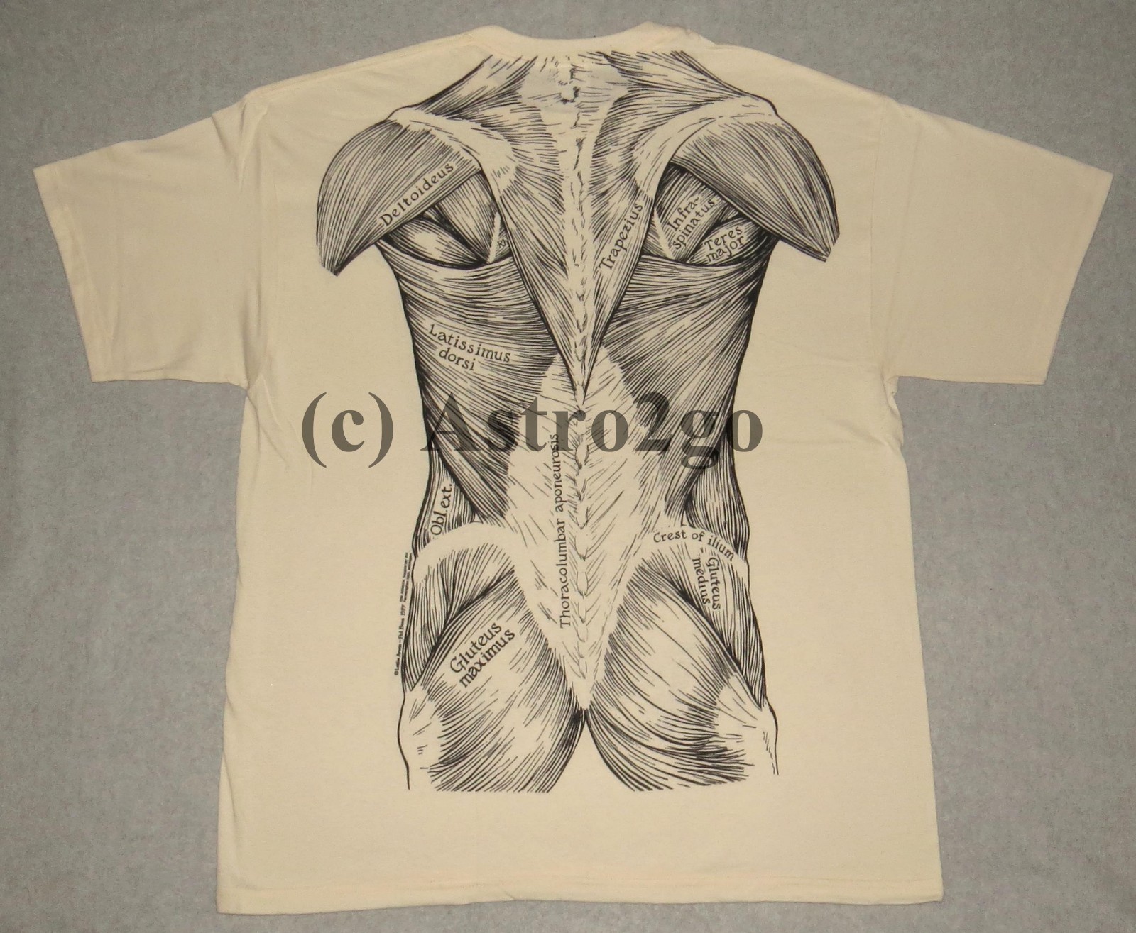 MUSCLES-Leslie Arwin Muscular System Anatomy Science Biology 2-sided T shirt gallery