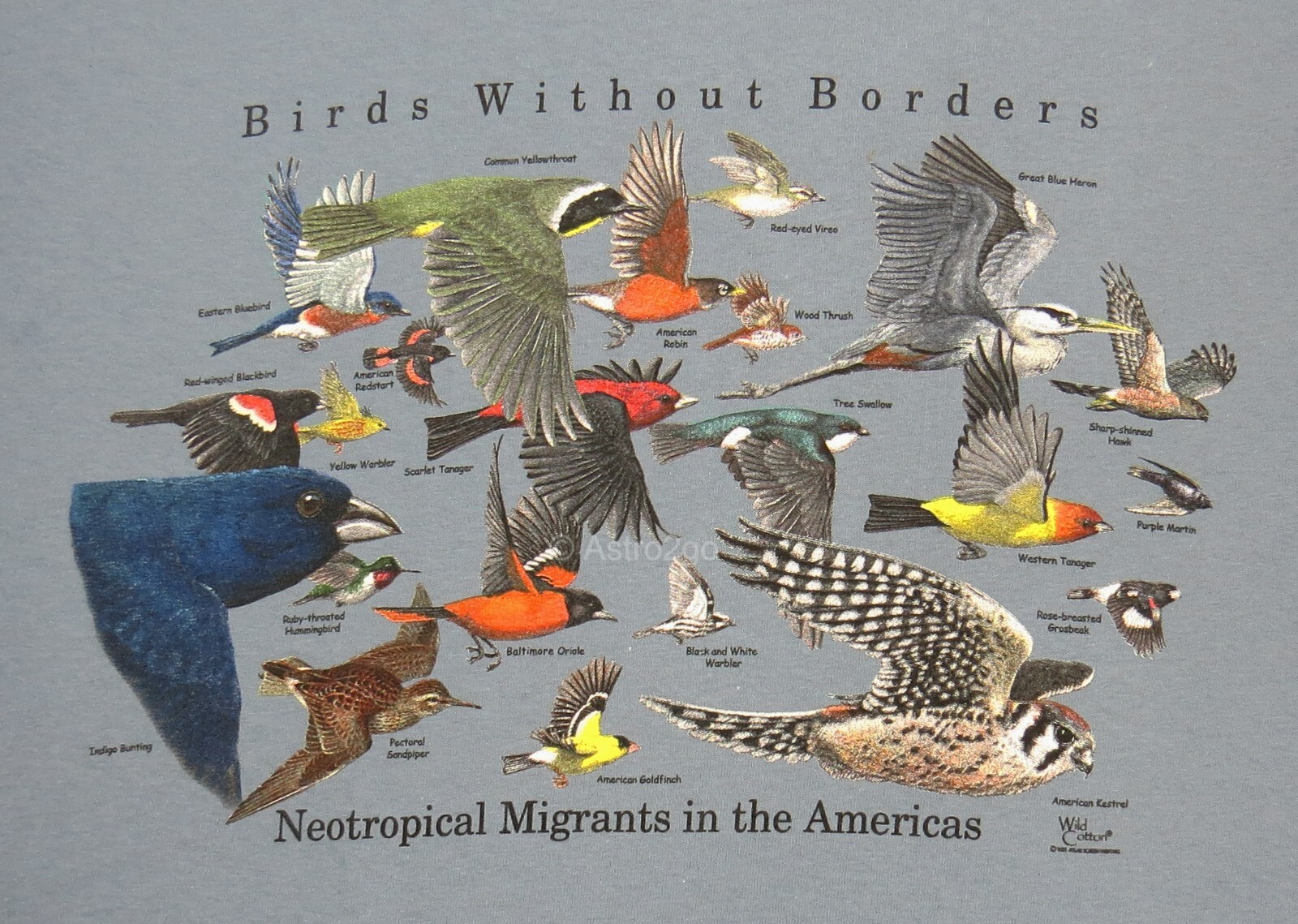 BIRDS WITHOUT BORDERS-Migration Robin Oriole Hummer Nature Science T-shirt S-XXL gallery