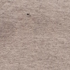 NCAA Louisiana Tech Techsters Shirt Adult Small Gray Long Sleeve Tee Falcons
