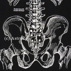 BONES-Leslie Arwin Skeleton Anatomy Biology Life Science Medical 2 sided T shirt