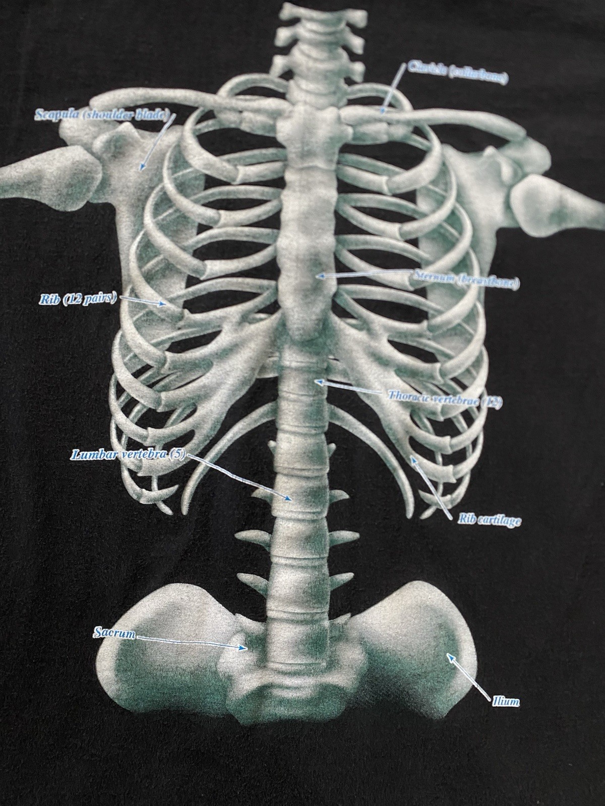 Vtg 90s Discovery Channel Skeleton Rib Cage T-shirt Adult L Mall goth Retro Emo gallery