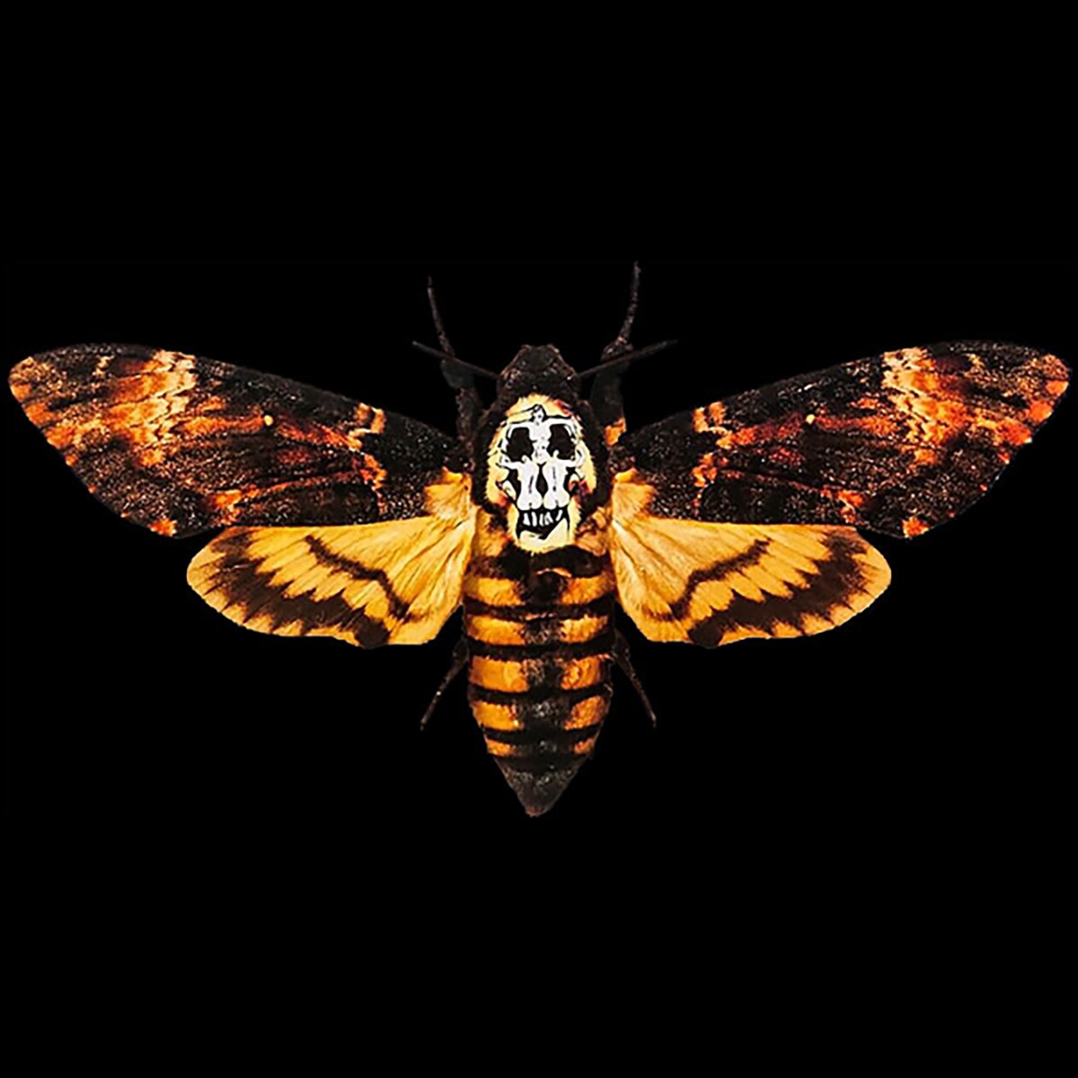 Silence Lambs Moth Shirt Death's Head Hawkmoth Skull Buffalo Bill Horror NFT684 gallery