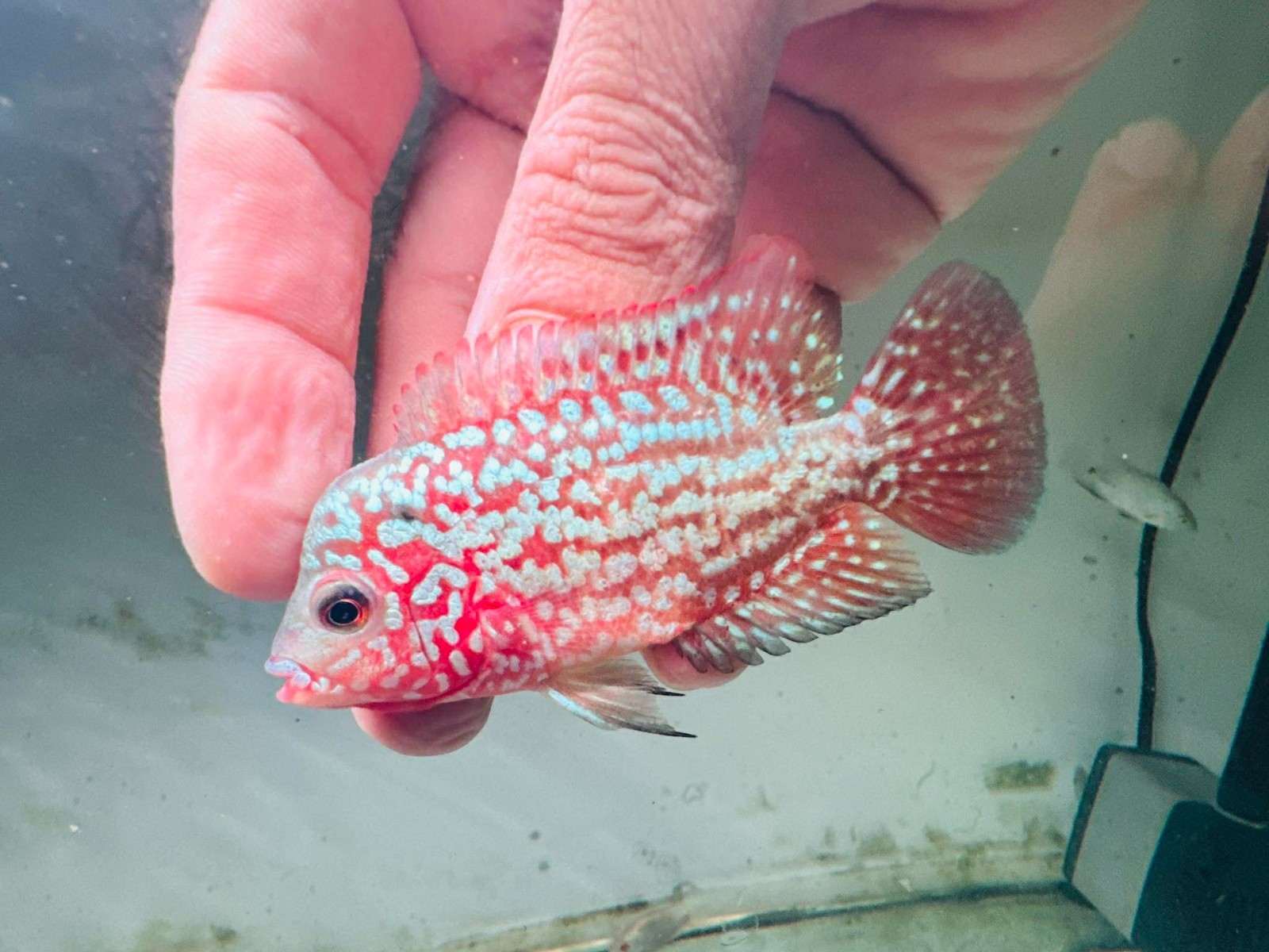 Small Size Male Red Kamfa Big Pearl F2 Flowerhorn Size 6-7cm – PNPV