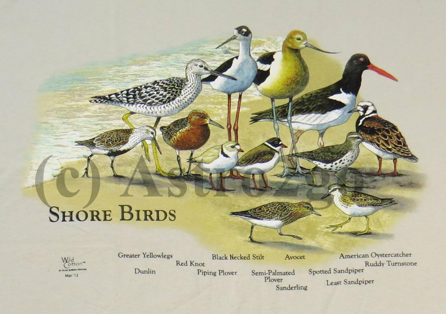 SHORE BIRDS-Plover Sandpiper Oystercatcher Nature Beach Sea Science T shirt S-2X gallery