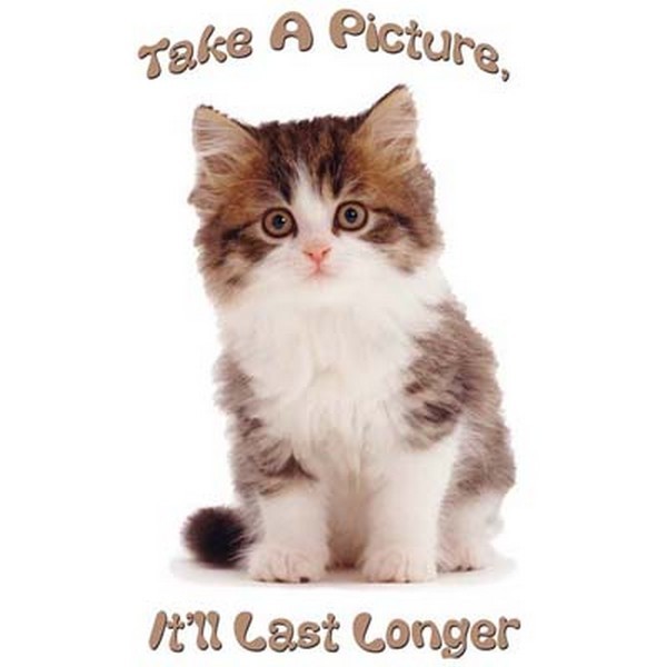 Take a Picture- Kitten T Shirt You Choose Style, Size, Color Up to 4XL 10104 gallery