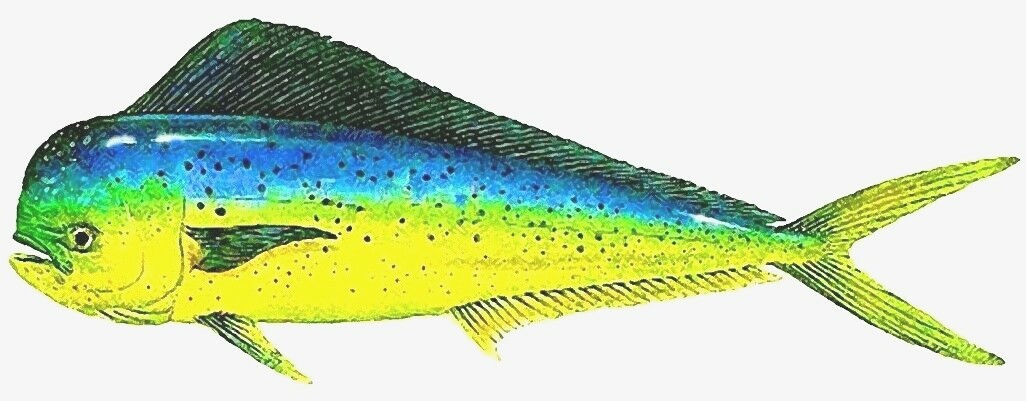 Saltwater Drifter Key West mahi mahi gaiter ocean fishing Islamorada Caribbean gallery