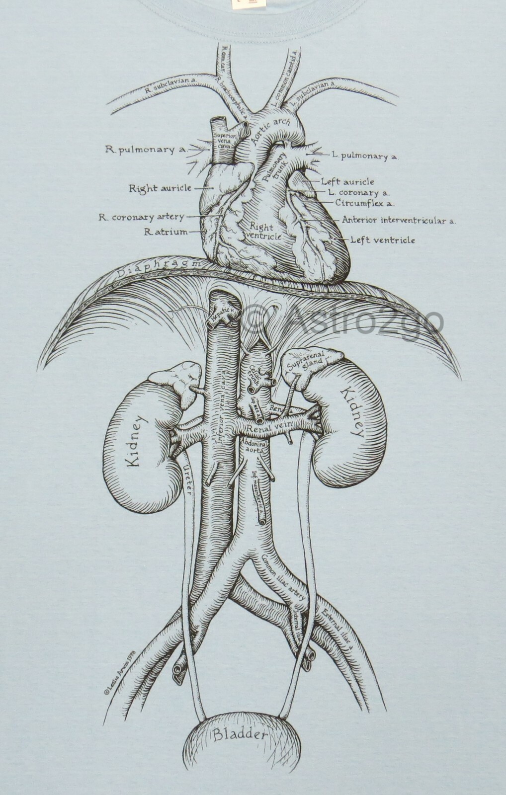 ORGANS-Leslie Arwin Human Anatomy Guts Heart Biology Life Science T shirt S-2XL
