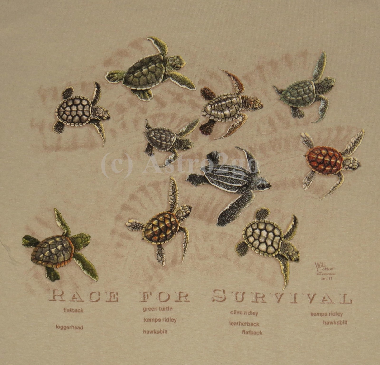 RACE FOR SURVIVAL--Sea Turtles Marine Ocean Aquatic Science Nature T shirt S-2XL gallery