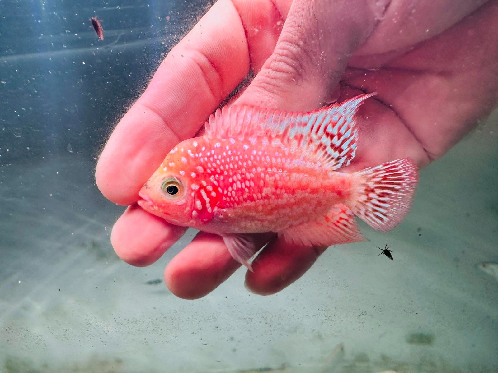Kamfa F2 Golden Base GB Full Peeled Flowerhorn Small Size 5 cm PNPV