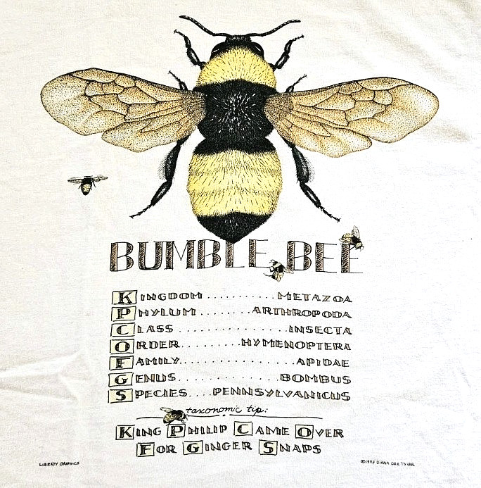 Vintage 90s Bumble Bee Insect Anatomy Art Novelty T Shirt Size XL gallery