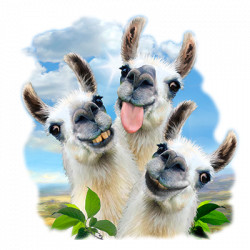 TRANSFER – LLAMA SELFIE funny animal – adult humor