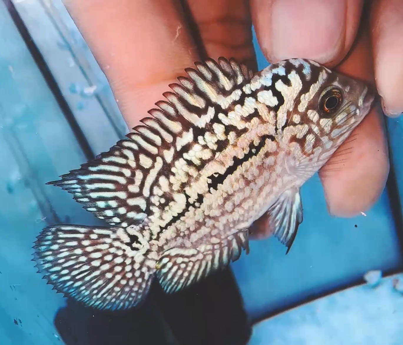 Super Vip Kamfa f2 small size Male Flowerhorn PNPV KF6